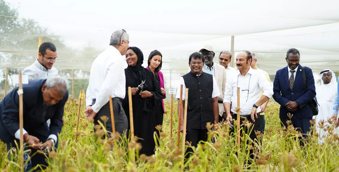 The event was also attended by senior representatives from the Food and Agriculture Organization of the United Nations (FAO); the International Center for Agricultural Research in the Dry Areas (ICARDA); and Zayed University who had a chance to experience the farm-to-fork approach as they harvested some millets in the field and later tasted different millet-based dishes.