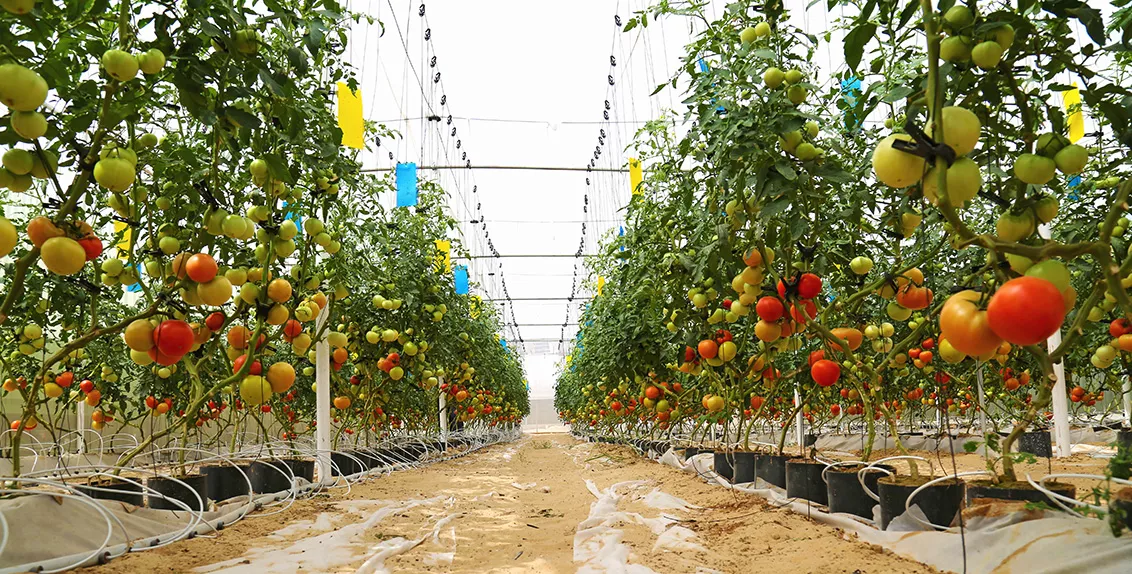 بدأت التجربة بزراعة طماطم تشال؛ وهي صنف طماطم من كوريا الجنوبية، في بيت زراعي محمي منخفض التكلفة متكيف مع الظروف المحلية.