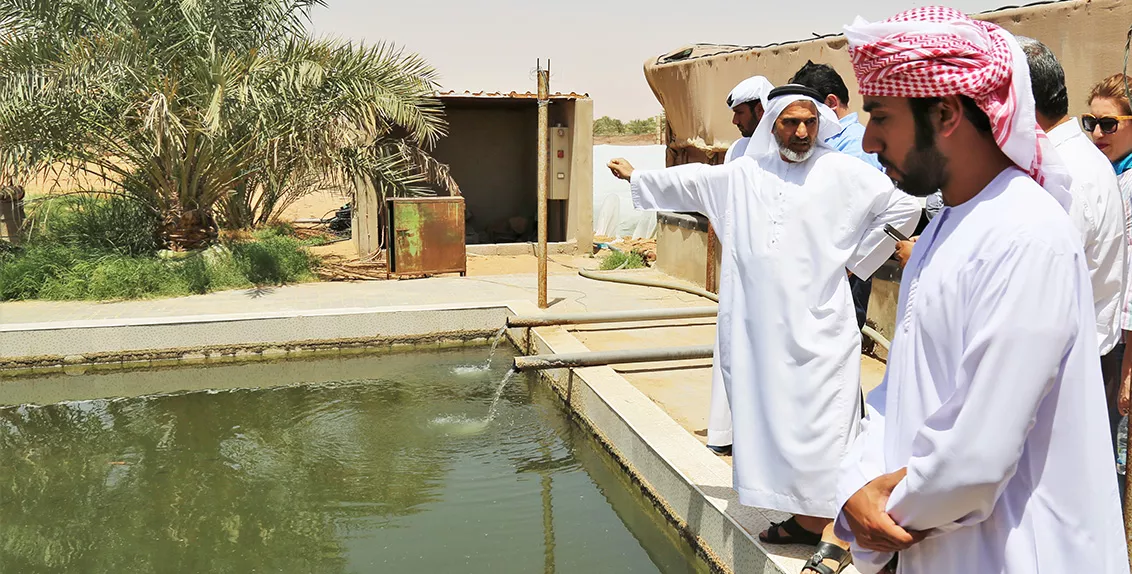 As part of its continued knowledge-sharing efforts, the International Center for Biosaline Agriculture (ICBA) recently organized a four-day training course on integrated agri-aquaculture systems for desert environments for a diverse group of UAE-based researchers, extension staff and farmers.