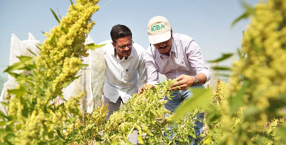 The project aims to ultimately breed high-yielding early-maturing (90-100 days) quinoa varieties with high levels of abiotic (salinity, drought, and heat) tolerance for marginal areas; as well as develop associated best management practices and optimum post-harvest management practices.