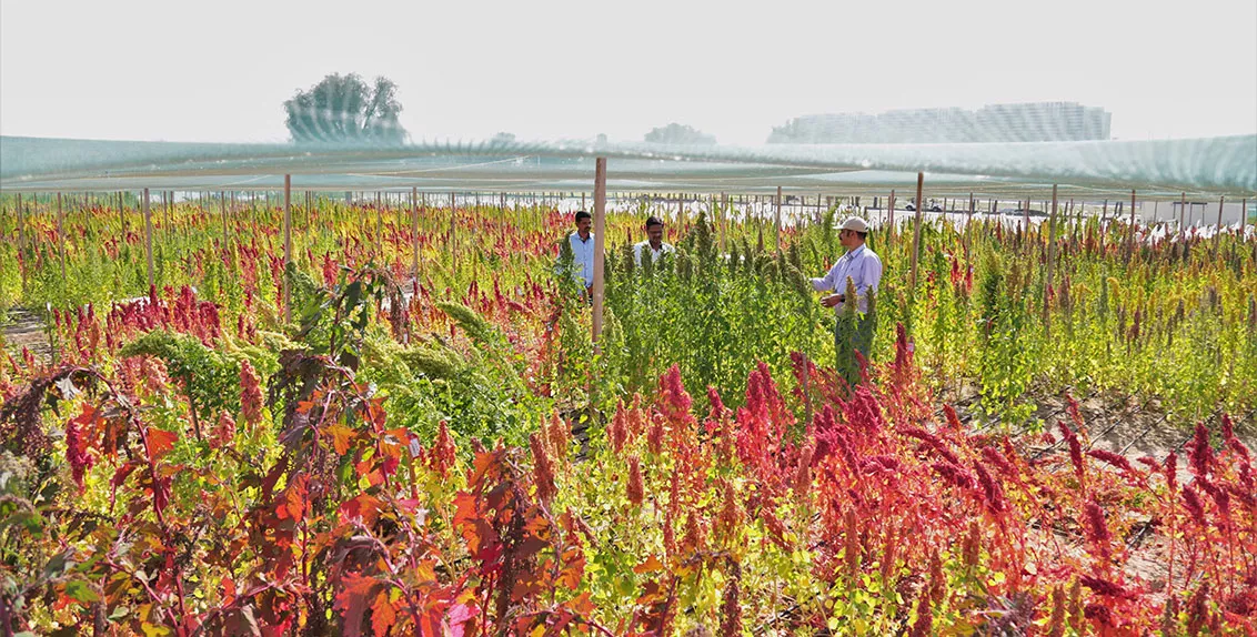 As part of GWAS, scientists have begun analyzing 190 genotypes of quinoa at ICBA’s research station in Dubai, the UAE, for different traits like tolerance to different levels of salinity; flowering duration; plant height; panicle length; branching; days to maturity; seed yield; seed weight; and seed saponin.
