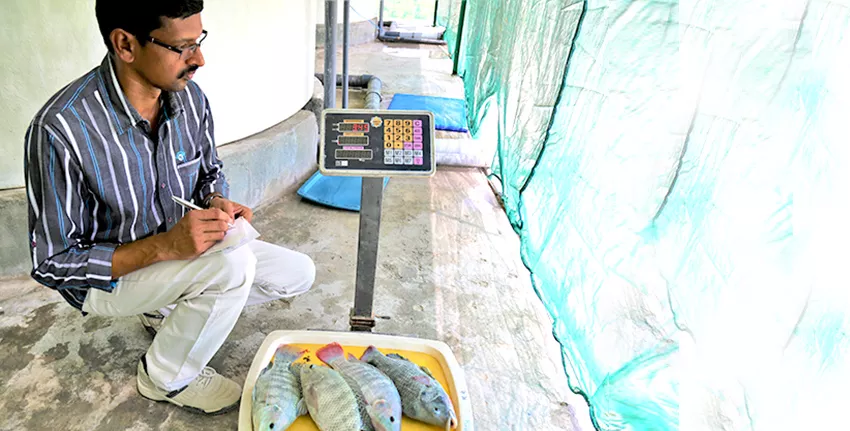 According to the latest data collected from an inland modular farm experiment at ICBA’s station in Dubai, scientists found that the average weight of Tilapia fingerlings increased from 50 grams in December 2017 to 600 grams in May 2018 (five months) compared to ten months needed previously to reach the same weight. Therefore, the fish can have two growing cycles within a year, providing a great economic opportunity for local farmers and agripreneurs.