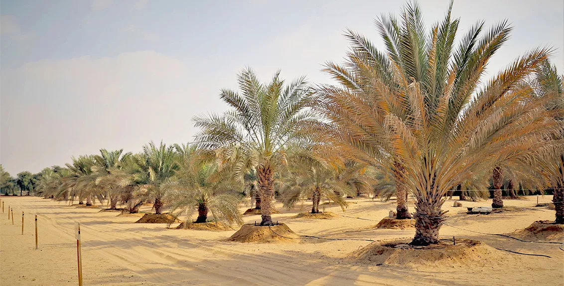  أجرى المركز منذ العام 2001 تجارب مختلفة في دولة الإمارات العربية المتحدة لتحديد مدى التأثير طويل الأجل للريّ بالمياه المالحة على نمو نخيل التمر وإنتاجيته وجودة ثماره وتأثير الملوحة على التربة.