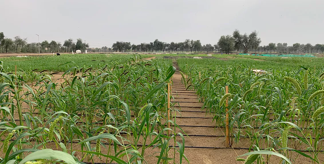 Under the project titled “Evaluation of diverse and nutrient-rich, climate-resilient crops/accessions for dietary diversification in marginal environments”, ten food crops such as pearl millet, finger millet, foxtail millet, fonio, proso millet, barnyard millet, buckwheat, moth bean and spices (cumin and ajwain) have been tested under varying salinity conditions.