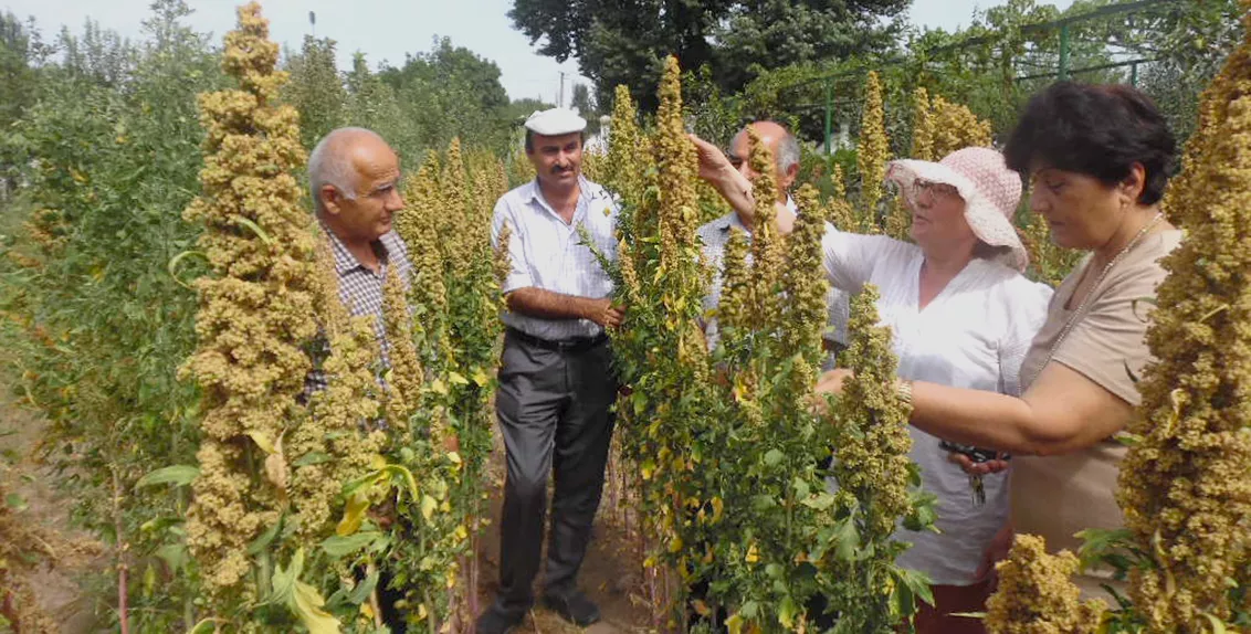 Under a project financed by the Islamic Development Bank (IsDB) titled “Cross-regional Partnerships for Improving Food and Nutritional Security in Marginal Environments of Central Asia”, ICBA and partners assessed ways of integrating quinoa into local farming and food production systems in five Central Asian countries and Azerbaijan.
