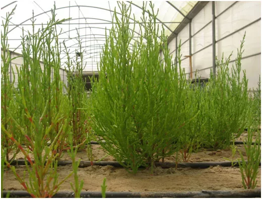 Research in the UAE on Sustainable Bio-Energy Shows Promising Results