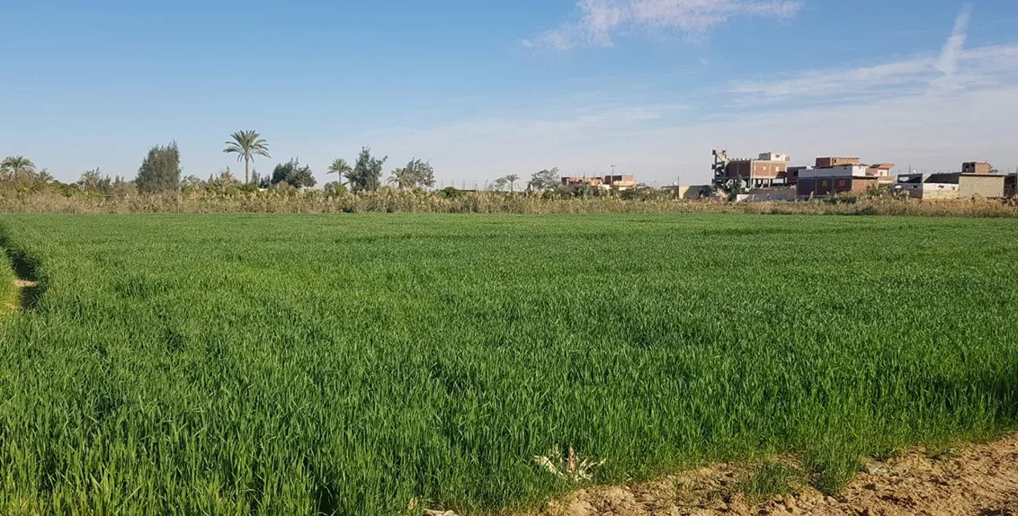 A barley field in Suez.