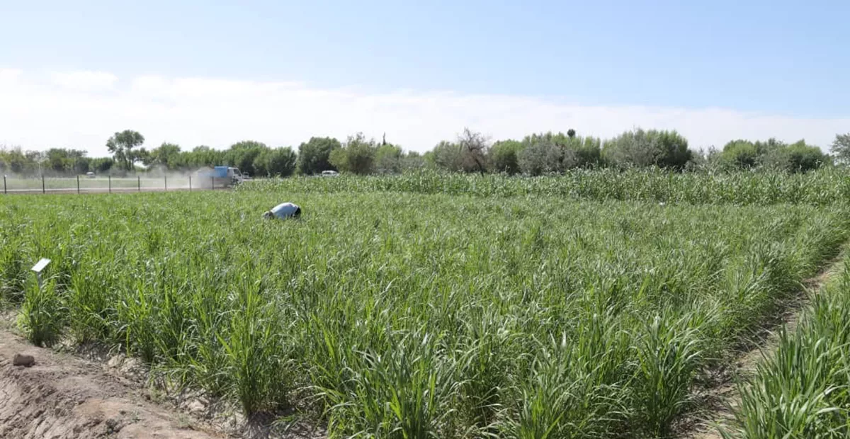 More than 200 scientists, extension workers, and farmers have been trained in different aspects of soil, water, and crop management, ensuring the transfer of knowledge and best practices to local communities.