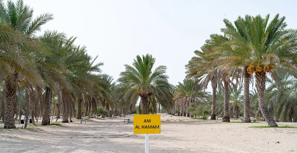 Overall, the study confirmed the well-known fact that high salinity negatively impacts date palm. However, it was also established that salinity stress could increase sugar concentration in specific varieties. This is a significant finding for farmers who want to increase their income from date production in saline conditions as sugar content should also be considered as one of the main selling criteria on the market.