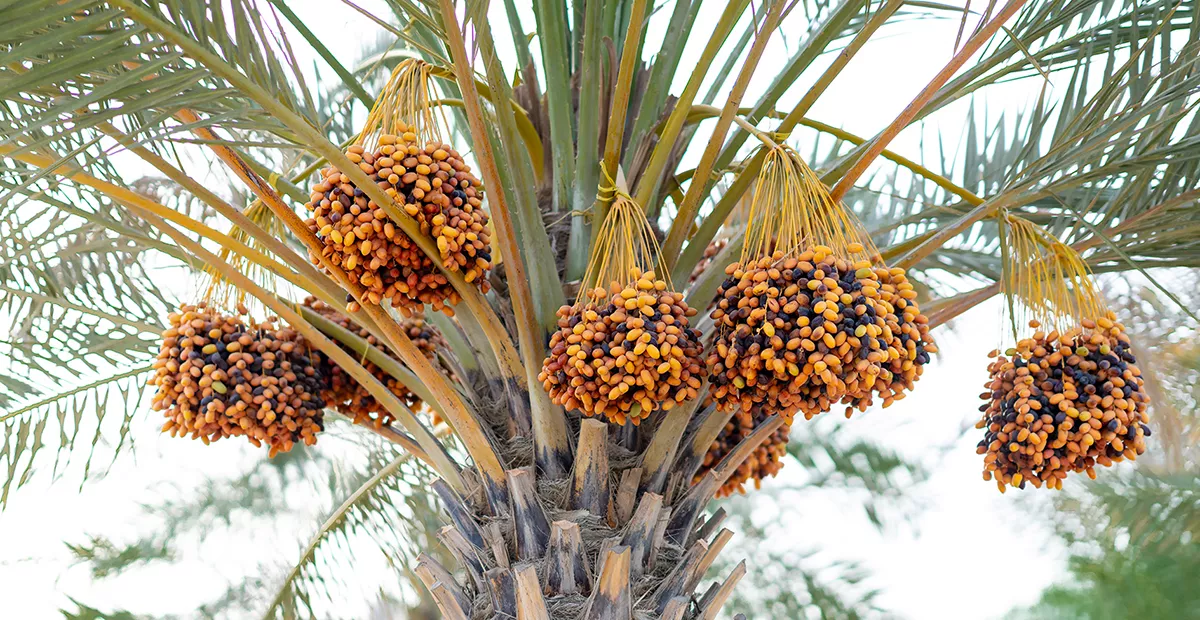 While date production has great cultural, economic, and social significance in the Middle East and North Africa, it is constrained by a range of factors, including water scarcity and salinity. Around 90 percent of the world’s date palm trees are grown in the region and many farmers depend on date production for their livelihoods. ICBA’s research work is focused on developing integrated date palm management solutions and improving the livelihoods of date producers in the region and beyond.