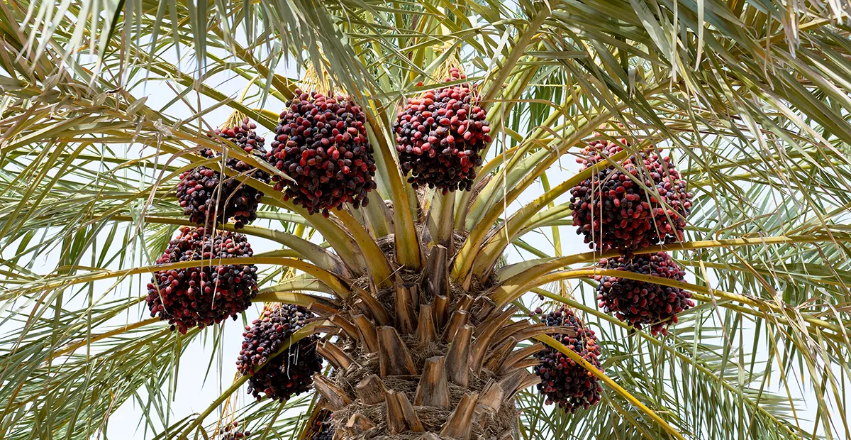 Published in Frontiers in Sustainable Food Systems, an open-access peer-reviewed journal with an impact factor of 4.7, the study provides fresh insights into the correlation between salinity and varietal response by date palm. The findings offer considerable promise for more sustainable water management in date production in arid ecosystems.