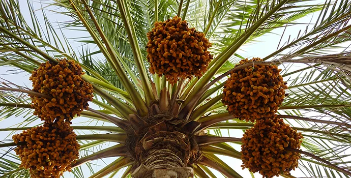 Call continues for international date palm, agricultural innovation award