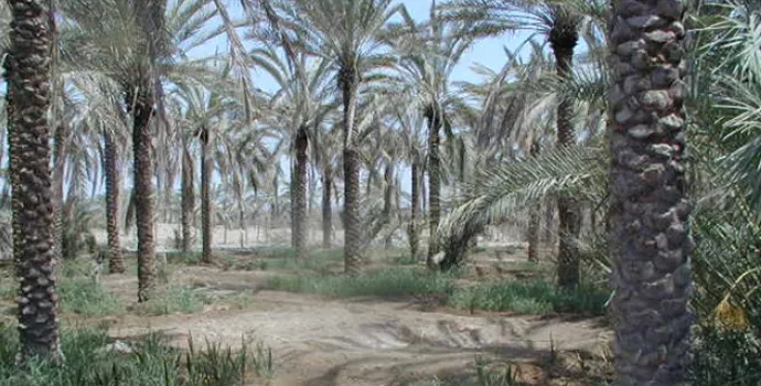Date Palm Production Systems in Saline Environments