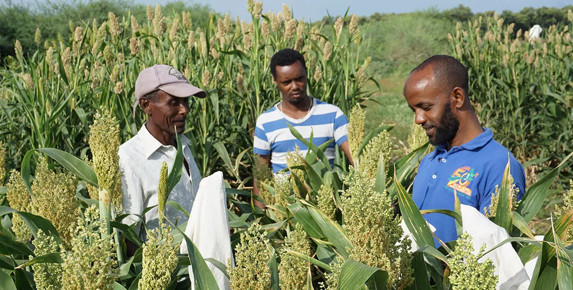 In order to reclaim salt-affected areas, the project is introducing salt-tolerant varieties of sorghum, pearl millet, cowpea, barley and sesbania to small-scale farmers.