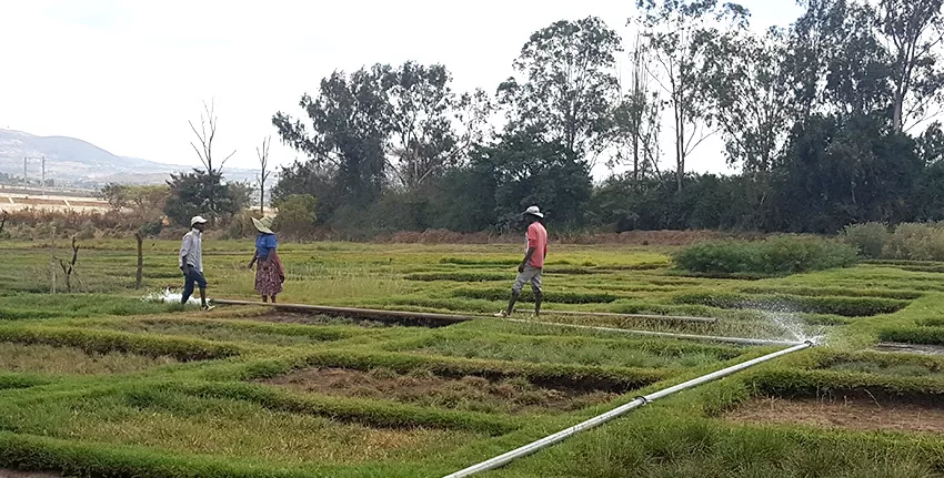 Training farmers to cope with salinity in Ethiopia