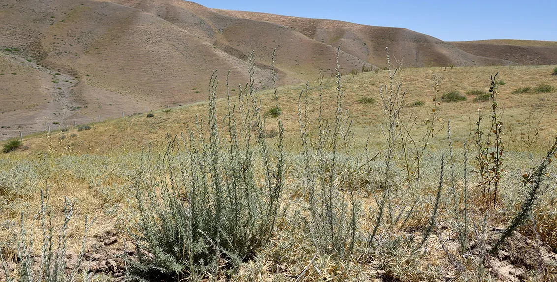 علف الكوخيا والمعروف أيضاً بفصة الصحراء هو مصدر علفي غني بالحريرات للأغنام والماعز والإبل على مدار العام. 
