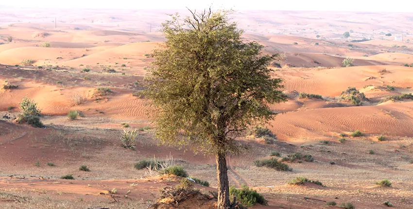 Ghaf (Prosopis cineraria), a flowering tree, holds great promise for combating desertification and improving soil fertility in arid environments thanks to its unique qualities, long-term research by the International Center for Biosaline Agriculture (ICBA) suggests.