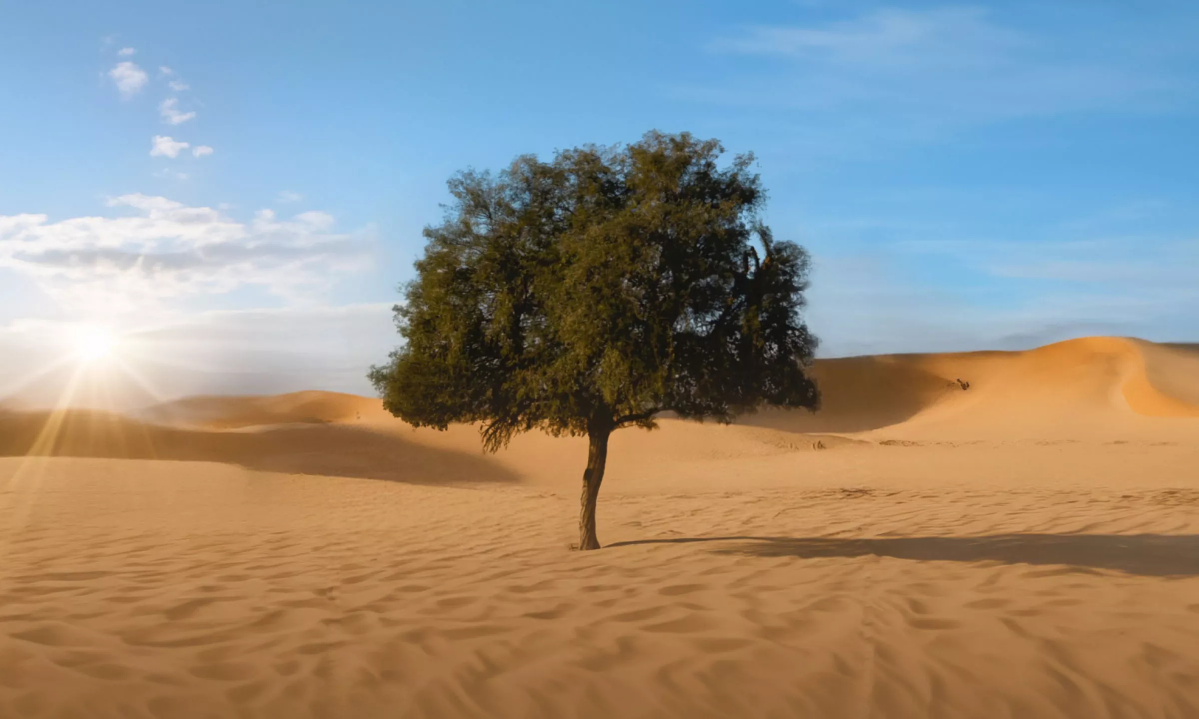 "إكبا" وهيئة البيئة - أبوظبي يستكملان أول دراسة على مستوى الدولة حول التركيب الجينومي لأشجار الغاف