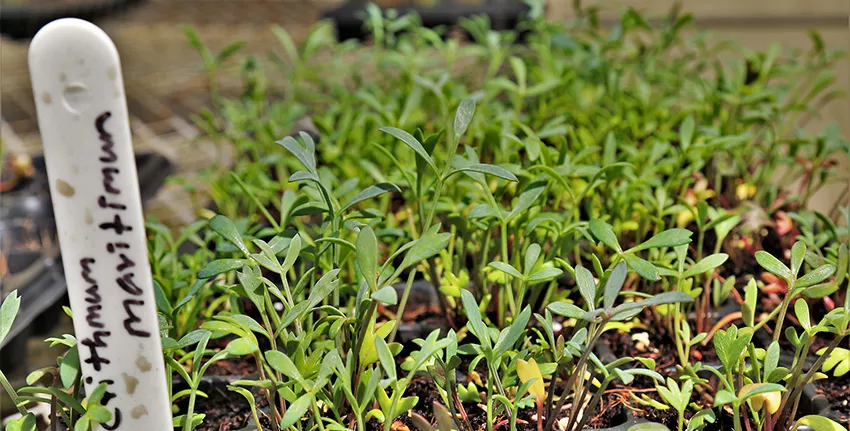 وكدراسة رائدة، يقوم المركز في الوقت الراهن بزراعة ستة خضروات ملحية ضمن محطة بحوث المركز بدبي. ومن هذه النباتات الروثا (Salsola soda)؛ وكريثمم البحري (Crithmum maritimum) والبنجر البحري (Beta maritima)؛ ونجم البحر (Aster tripolium) والساليكورنيا (Salicornia bigelovii) والقطف الشائع (Portulaca oleracea)، حيث تخضع هذه النباتات للاختبارات باستخدام المياه الأجاج الناتجة عن التحلية التي تمر عبر نظام تربية الأحياء المائية وبالتالي الاستفادة من المياه الغنية بالمغذيات. 