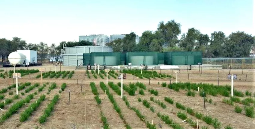 Since 2013, ICBA has operated a modular farm irrigated from a reverse osmosis unit to develop a cost-effective production scheme that transforms reject brine into a source of profit for farmers.