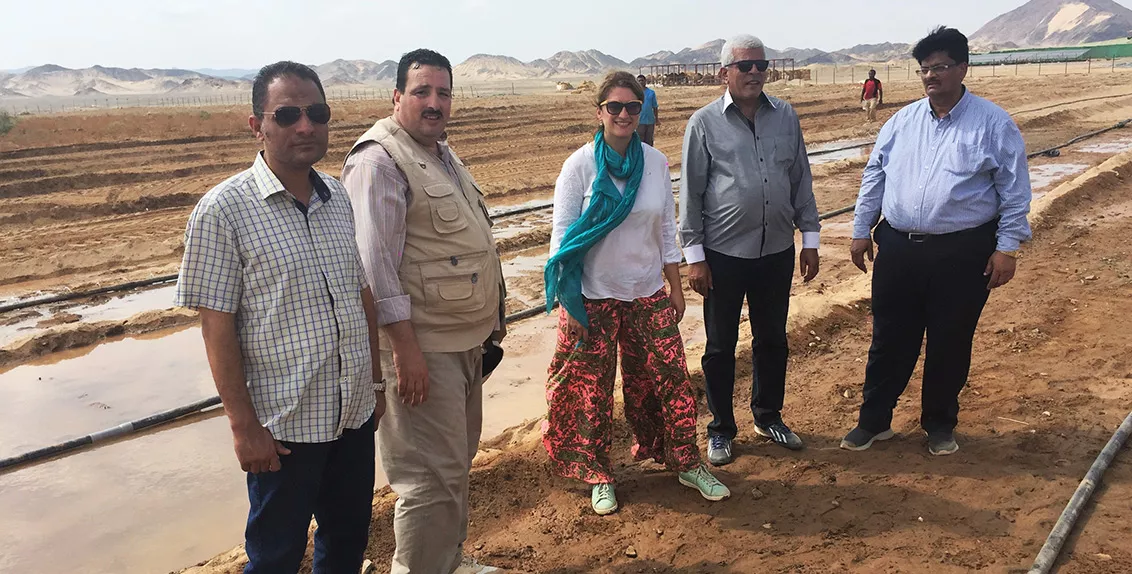 ICBA will work with the Egyptian Center of Excellence for Saline Agriculture and the Desert Research Center, Egypt, on quinoa production in the New Valley Governorate, and with the Ministry of Agriculture and Land Reclamation and the Red Sea Governorate on Salicornia production trials in the areas of Shalateen and Wadi El Quweh.