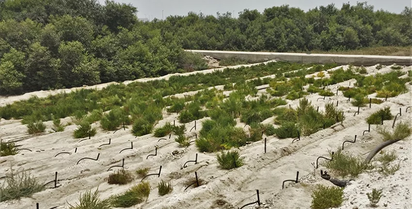 Salicornia experiments are under way at the Marine Environment Research Center in a coastal area of Umm Al Quwain, UAE.