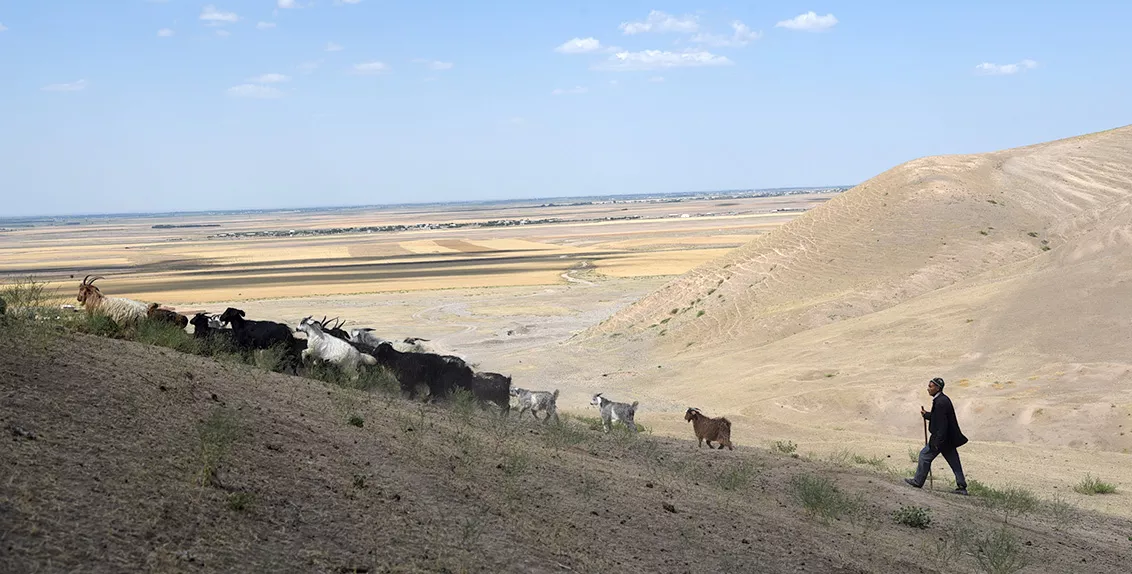 السيد رستم عبد الستاروف، مربي حيوانات في منطقة جيزاك، بأوزبكستان، يسعى جاهداً لتوفير أعلاف كافية لقطعانه، حيث اشترى كميات كبيرة منها من السوق. 