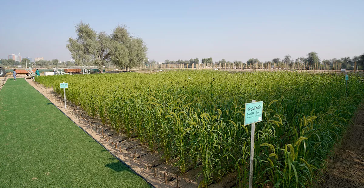 Established in collaboration with SELCO Foundation, the Millet Demo Farm is designed to showcase the whole value chain for millets - from seed production to consumption – and raise awareness about its benefits for climate change adaptation in agriculture.