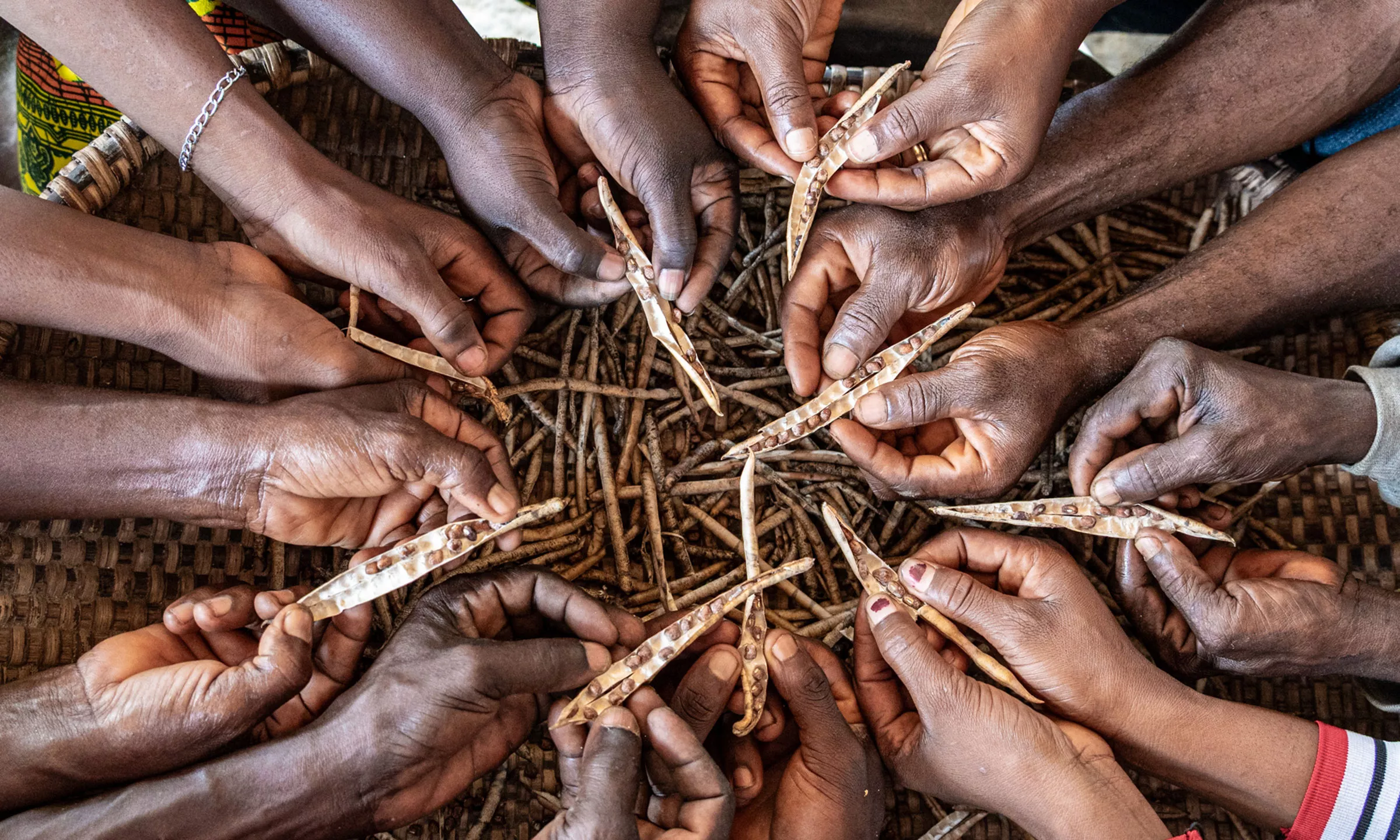 The Dehdoyeajay Cooperative in Neekree Community, Grand Bassa, Liberia has planted a community seedbank of improved cowpeas.
