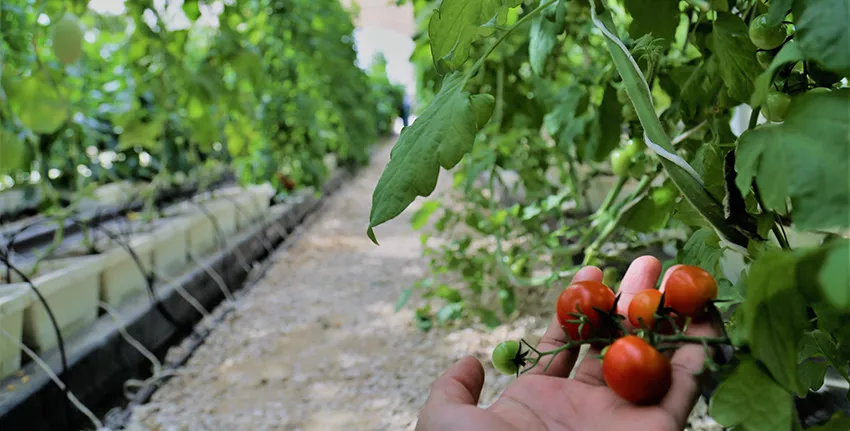 A highly efficient low-cost net-house technology can help to make horticulture significantly more feasible and profitable agri-business in the United Arab Emirates (UAE), while saving water and energy, an extensive study by the International Center for Biosaline Agriculture (ICBA) has concluded.