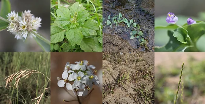 Eight unrecorded plant species discovered in UAE
