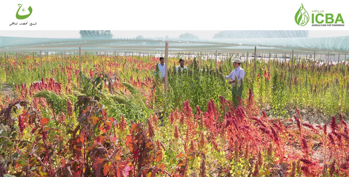 The initial activities under the initiative include distributing to local farmers about 70 tonnes of forages for livestock, produced from various crops like Salicornia, pearl millet, quinoa, and amaranth.