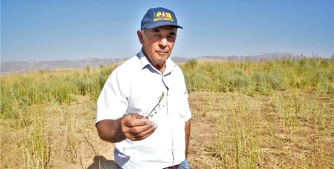 Dr. Mavlon Pulodov, a retired director of the National Center for Genetic Resources of the Tajik Academy of Agricultural Sciences, cannot hide his contentment: the seed yield is enough to cover 100 hectares of land next year.