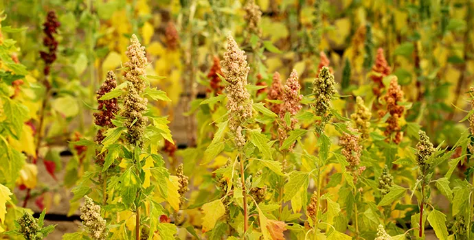 World Food Day: quinoa and hope of food security in marginal environments