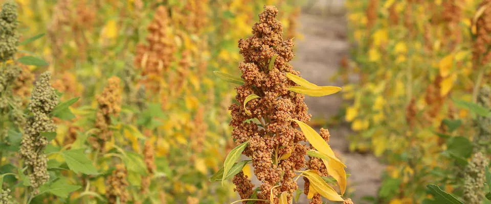 New paper on quinoa’s potential in marginal environments is published