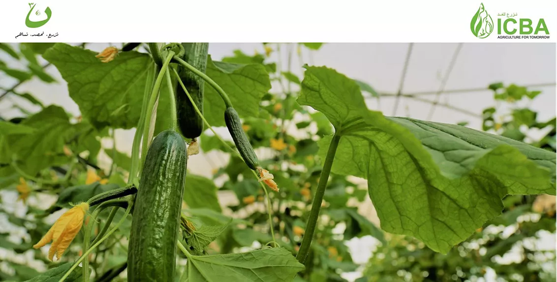 Dubbed 3N, or the power of triple noon (derived from the Arabic letter ن, which is pronounced as noon), the three Arabic letters of the initiative represent three key actions: grow, harvest and share.