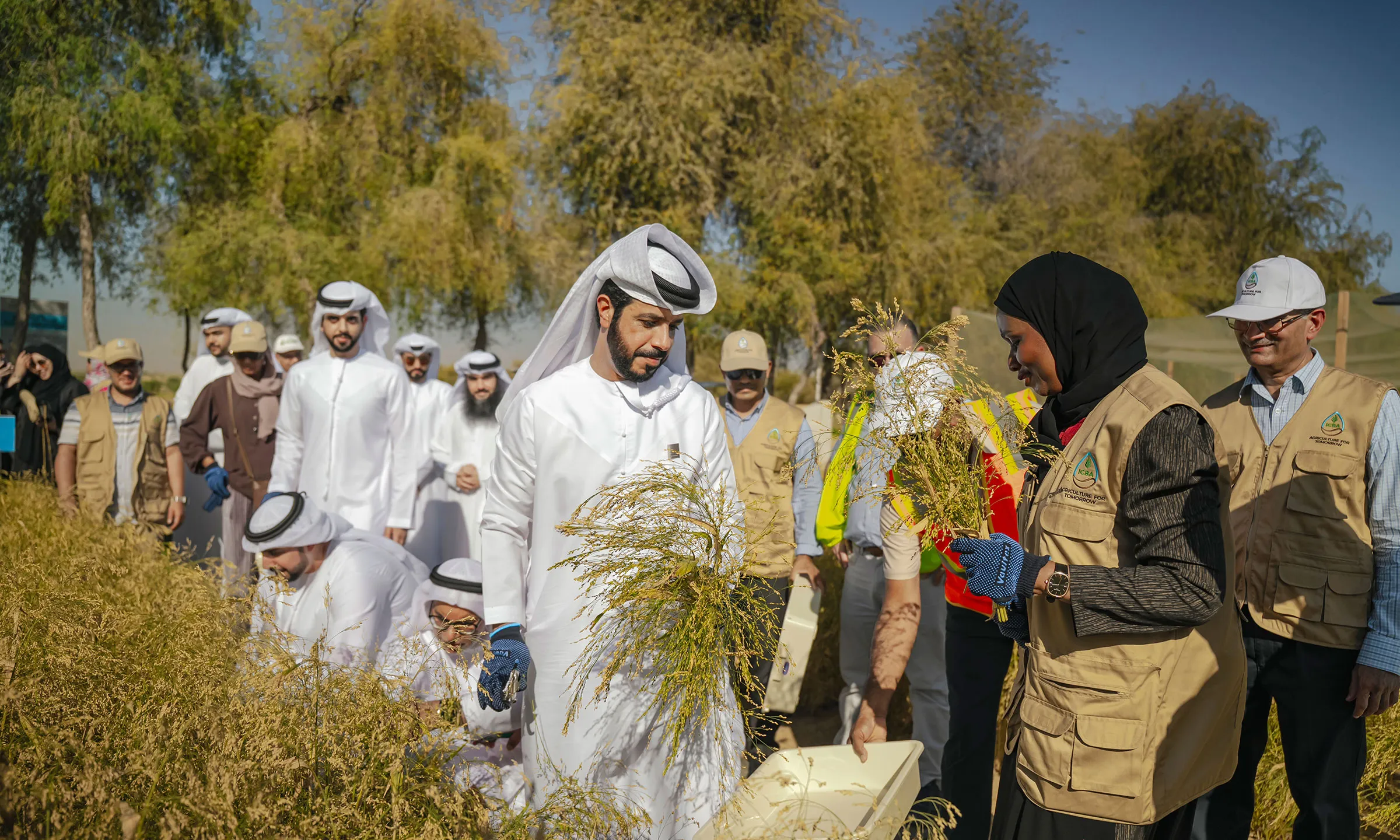 ICBA Organizes “Millets Harvest Day” to Support the Adoption of Climate-Smart Crops in the UAE