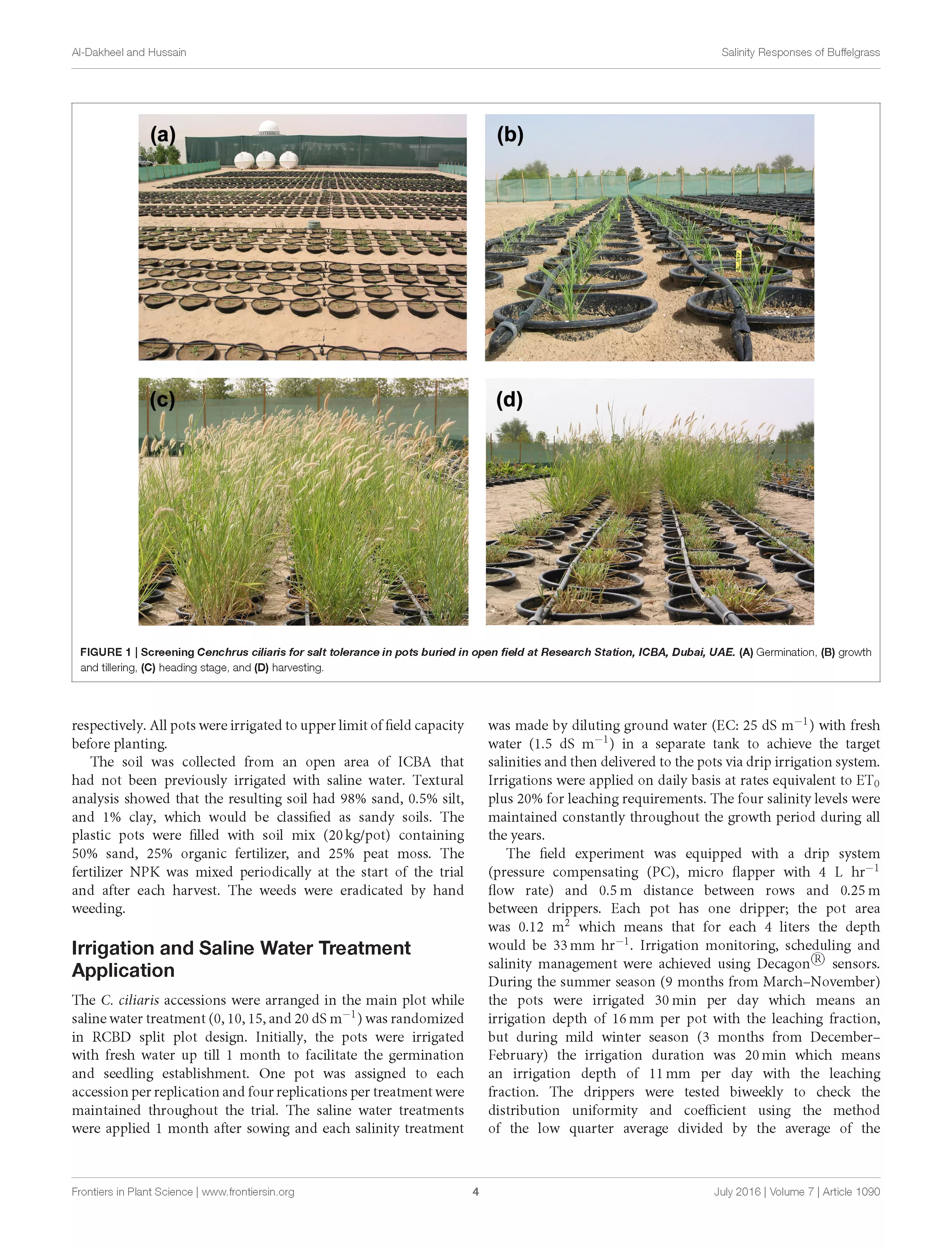 Genotypic Variation for Salinity Tolerance in Cenchrus ciliaris L.