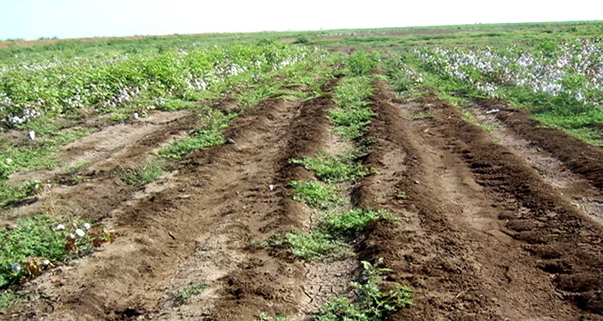 Rehabilitation and Management of Salt-affected Soils to Improve Agricultural Productivity (RAMSAP) 