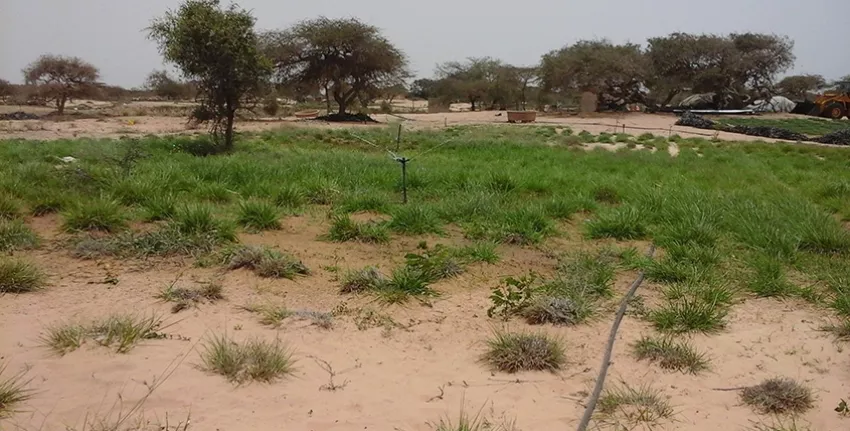 Scaling up small-scale irrigation technologies for improving food security in Sub-Saharan Africa