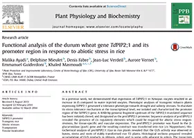 Functional analysis of the durum wheat gene TdPIP2;1 and its promoter region in response to abiotic stress in rice