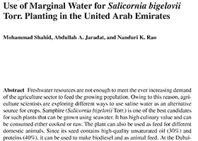 Use of marginal water for Salicornia bigelovii Torr. Planting in the United Arab Emirates