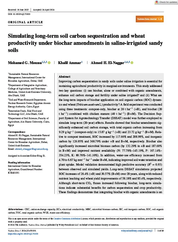 Simulating long-term soil carbon sequestration and wheat productivity under biochar amendments in saline-irrigated sandy soils